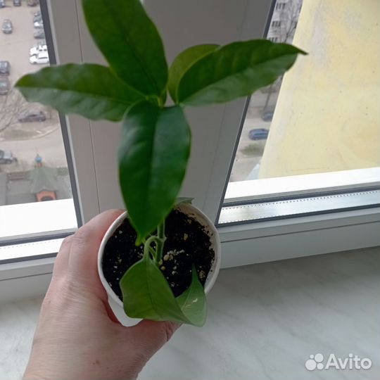 Хоя Мультифлора. Корноза