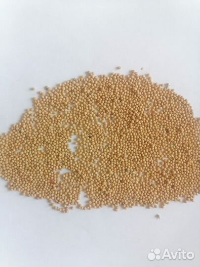 Семена горчицы