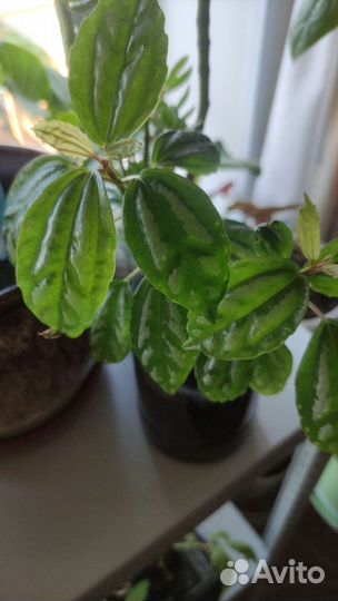 Пилея кадье