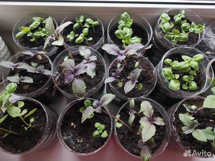Рассада базилик