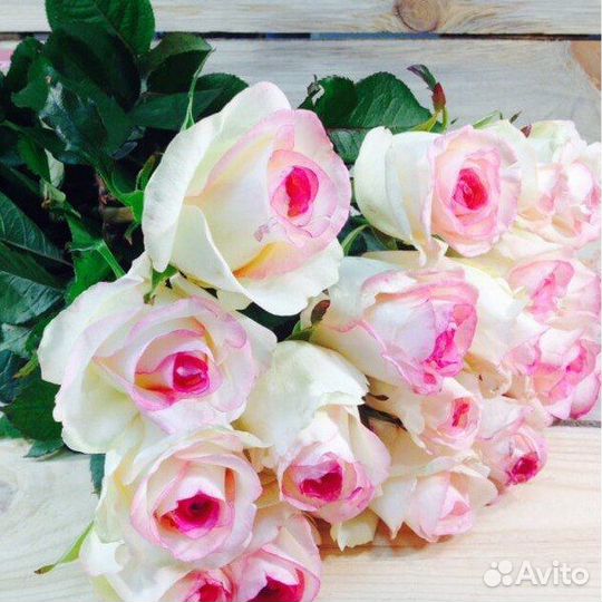 Розы английские, чайно-гибридные, плетистые