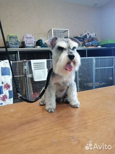 Стрижка собак и кошек