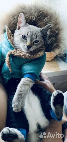 Переноска для животных