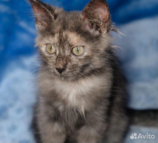 Котёнок Пуша