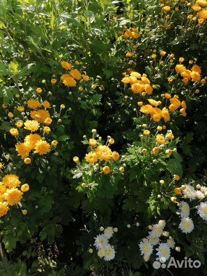 Хризантемы мультифлора, гортензии