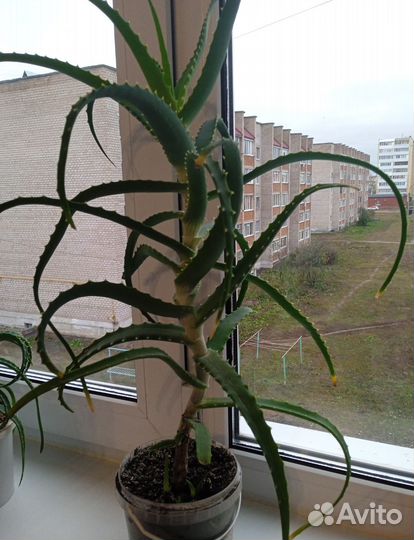 Алоэ вера лечебный