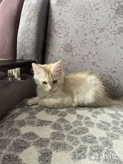 Котята мейкун