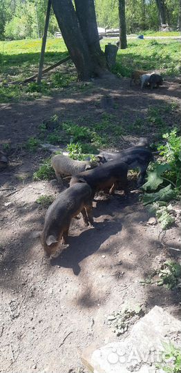 Венгерская мангалица