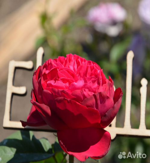 Роза английская Янг Люсидас