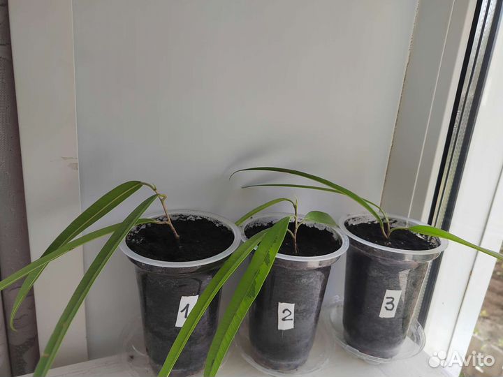 Фикус Али Амстел Голд