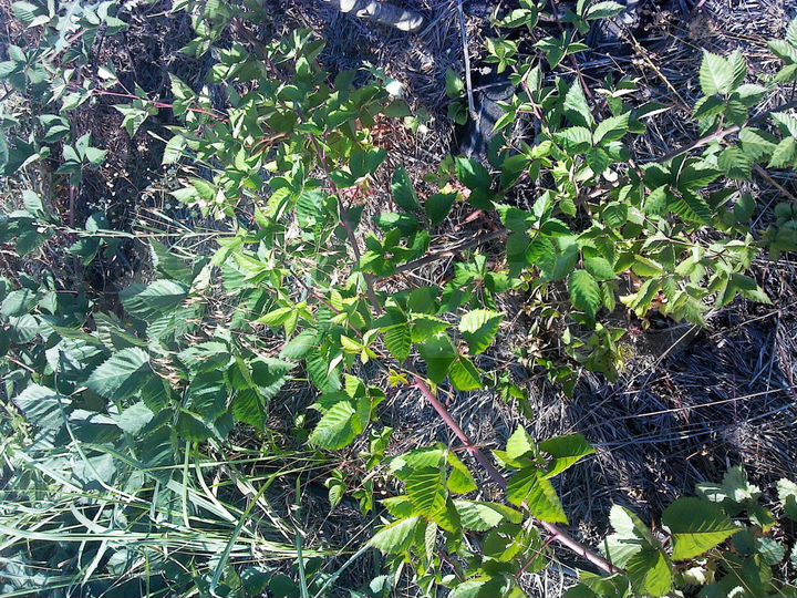 Участок 10 сот. (СНТ, ДНП)