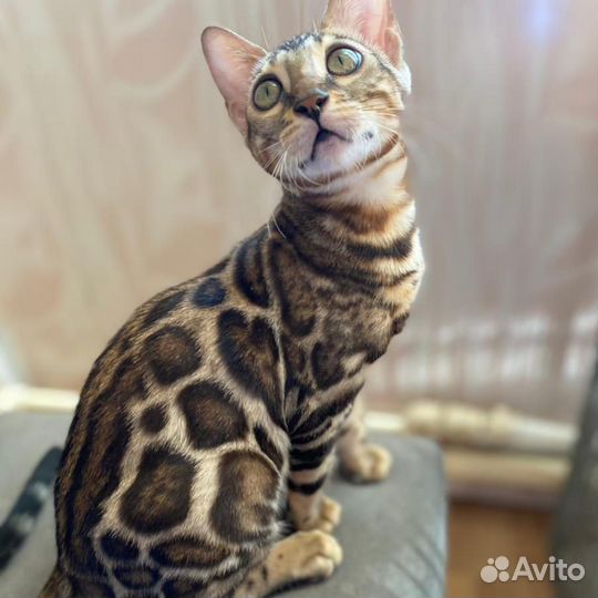 Бенгальская