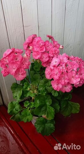 Пеларгония герань юв Королеский Шиповник дорост