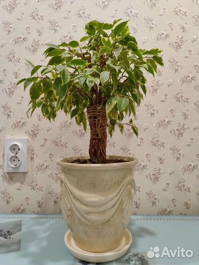 Фикус бенджамина наташа