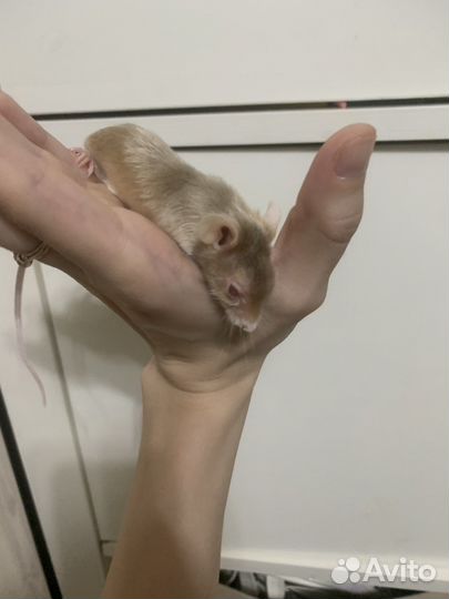 Мышь сатиновая