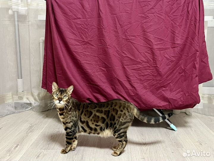 Бенгальский кот бесплатно