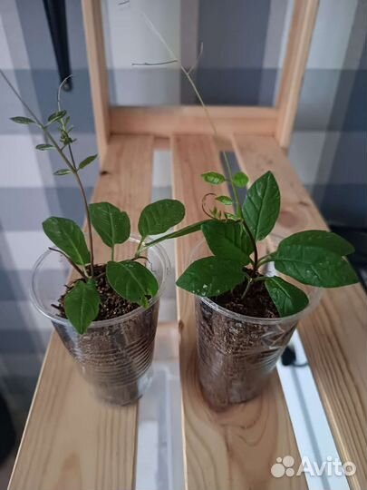 Рассада кобея лазающая, лиана