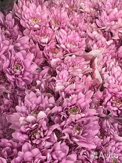 Цветы хризантемы