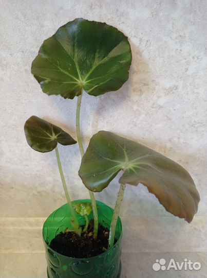 Комнатные цветы