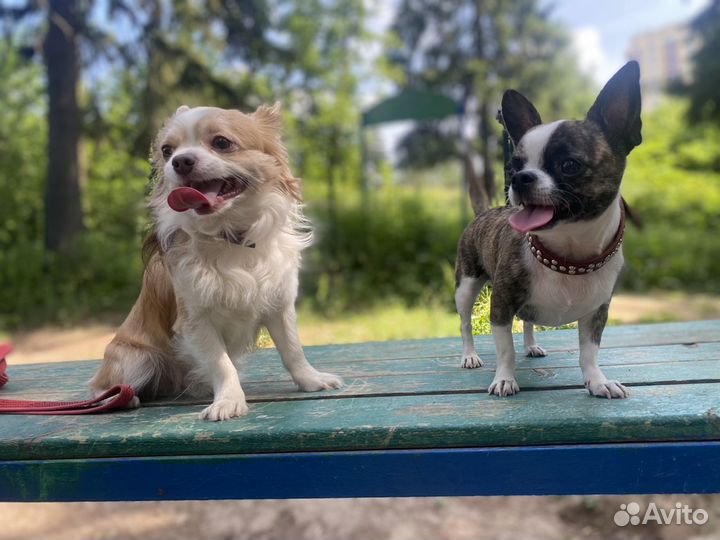 Кинолог-зоопсихолог