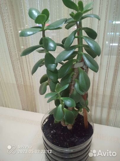 Денежное дерево (толстянка)