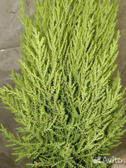 Купрессус голд Вилма(Доставка)