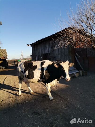 Корова Майя
