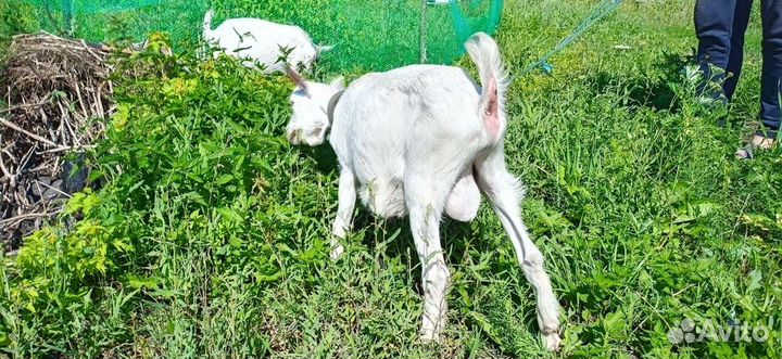 Козлы зааненские