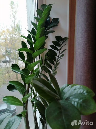 Замиокулькас