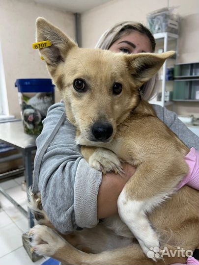 Собака в добрые руки