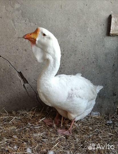Гусь Холмогорской породы