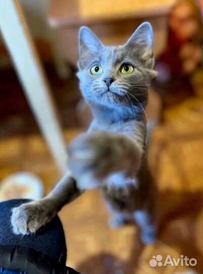 Русская голубая спасенная