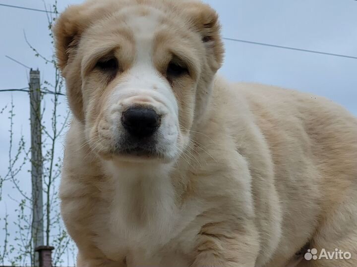 Среднеазиатская овчарка алабай щенки