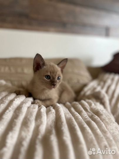 Бурманские котята
