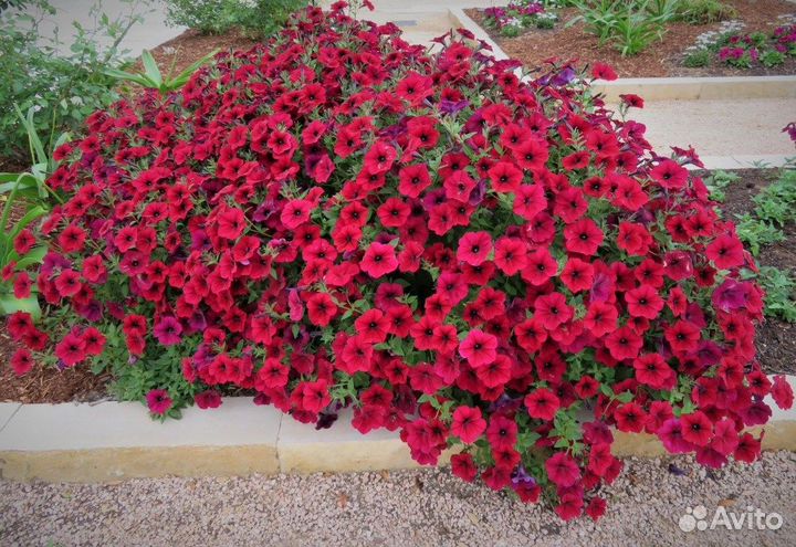 Петуния, тайдал