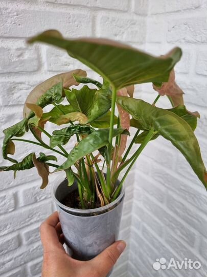 Сингониум неон пинк