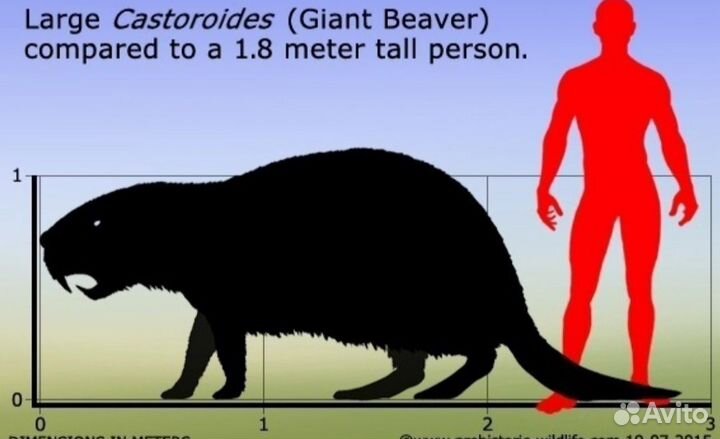 Палеонтология трогонтерий