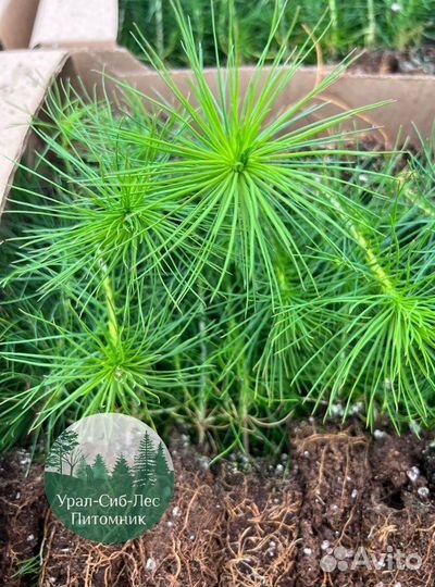 Зкс Сосна сеянцы Ели Лиственницы окс Голуб Горная