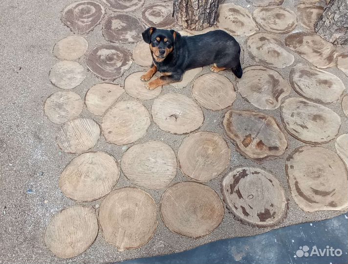 Слэб, спил, плахи из дерева для декора