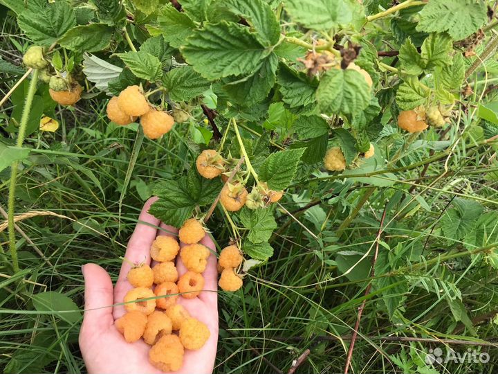 Саженцы ремонтантной малины