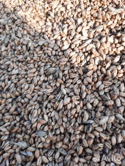 Зерно пшеница сухая