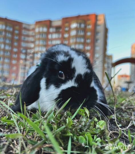 Декоративные кролики