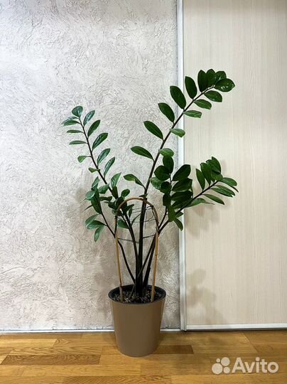 Замиокулькас