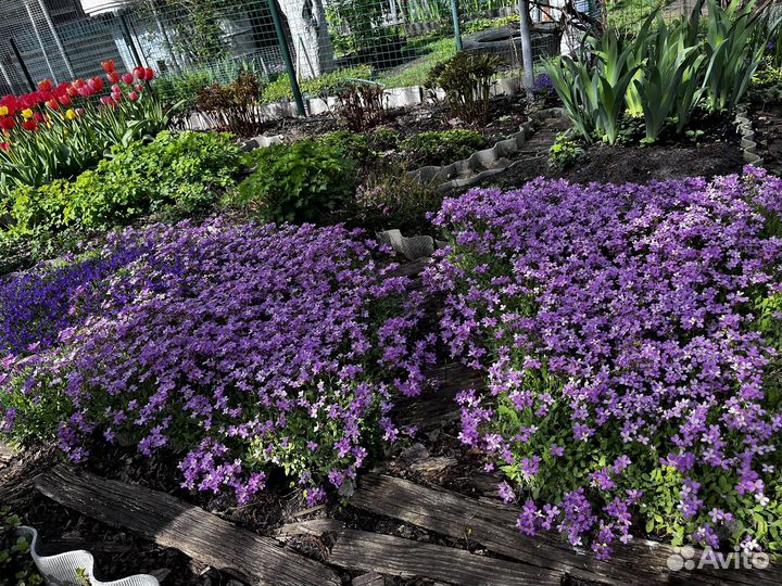 Почвопокровник весенний