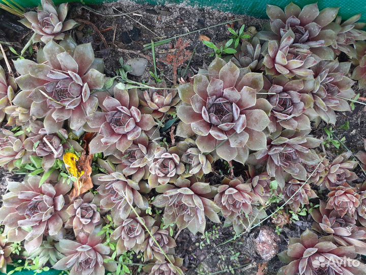 Растения для сада многолетние