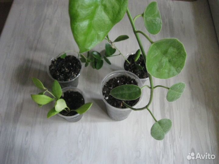 Хойи и другие