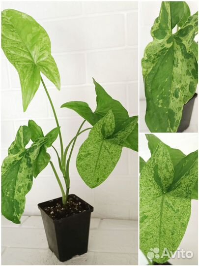 Сингониумы сортовые