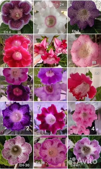 Семена глоксинии и тидеи