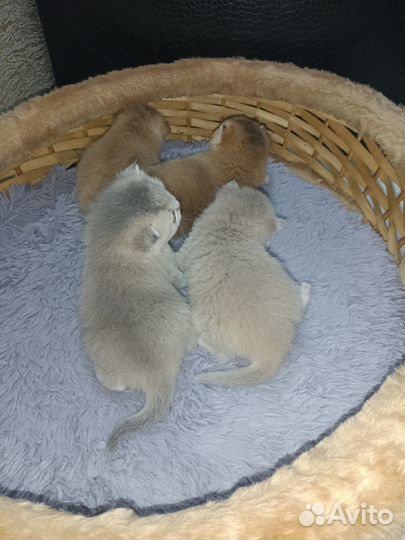 Британский котенок