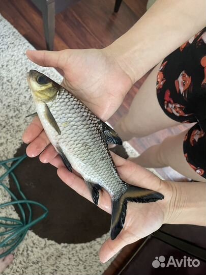 Акулий балу